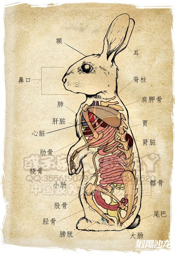 正常兔子肺的解剖图图片