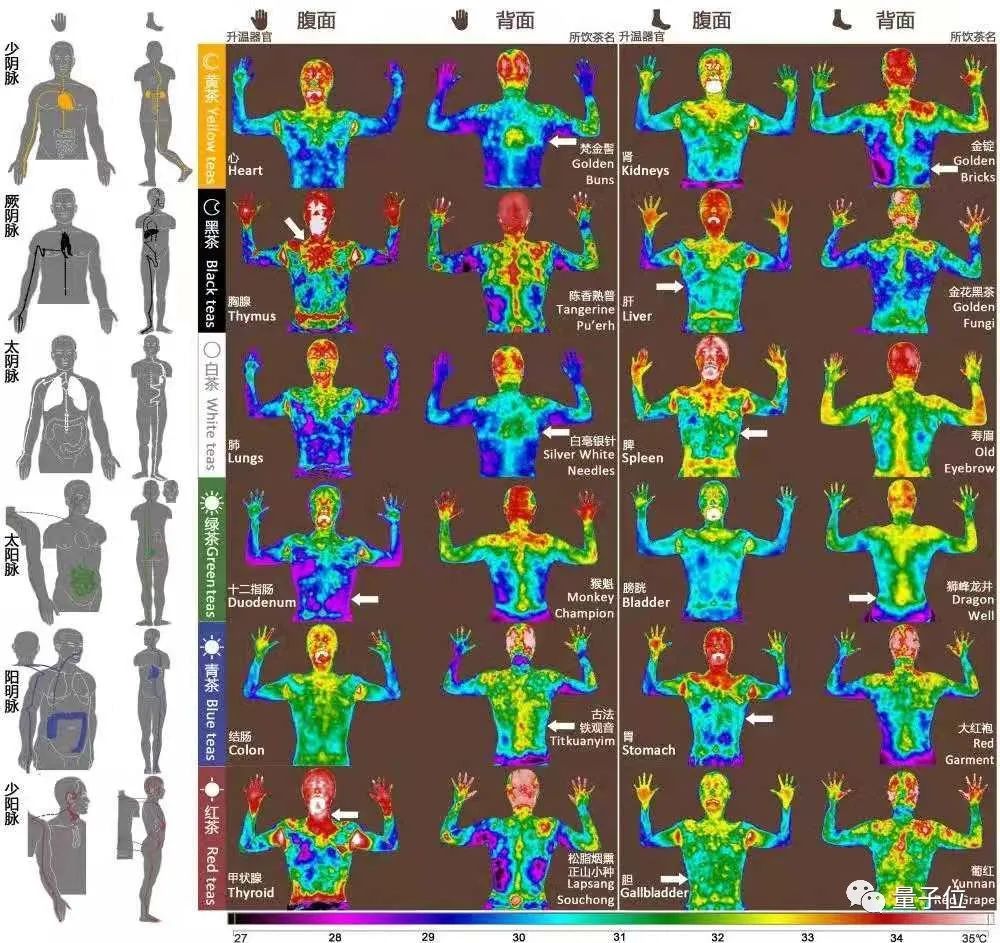 复旦团队“人体经络图”火了！耗时9年，证明茶可疏通经络，网友：啊这都可以发论文...