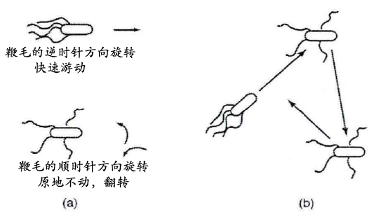 基于matlab的捕食算法,【优化求解】基于matlab细菌觅食算法的函数优化分析【含Matlab源码 217期】...