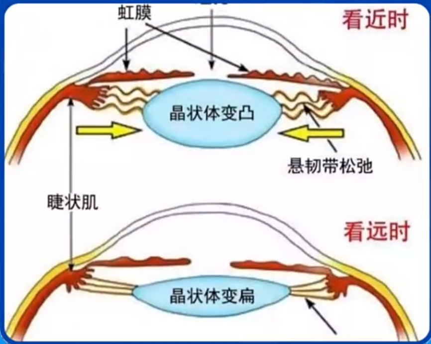 眼睛看近和看远的示意图